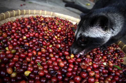 Kopi Luwak